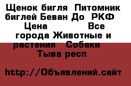 Щенок бигля. Питомник биглей Беван-До (РКФ) › Цена ­ 20 000 - Все города Животные и растения » Собаки   . Тыва респ.